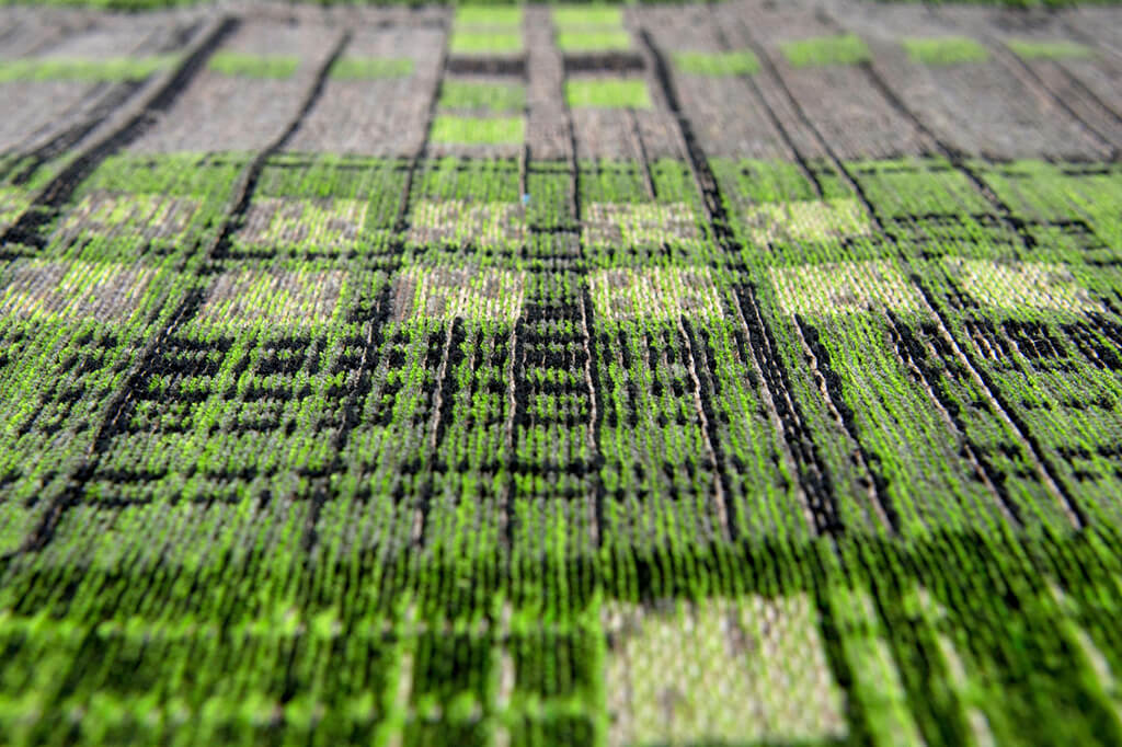 Greenback Rug